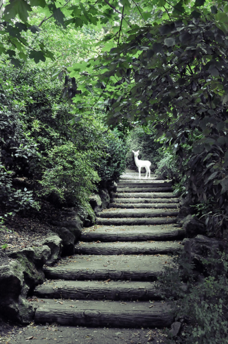 SONG OF A BICHE
