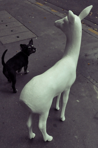 SONG OF A BICHE